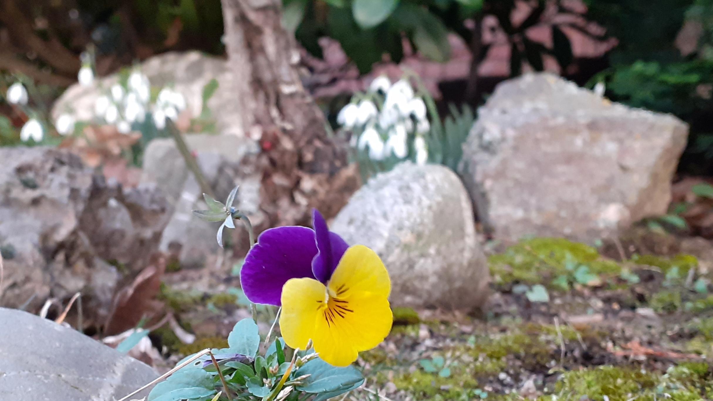 Das Bild zeigt einen Vorgarten mit einem Stiefmütterchen im Vordergrund und Schneeglöckchen im Hintergrund.
