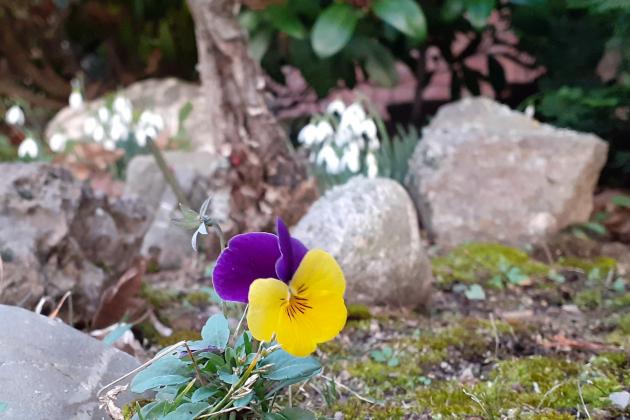 Das Bild zeigt einen Vorgarten mit einem Stiefmütterchen im Vordergrund und Schneeglöckchen im Hintergrund.