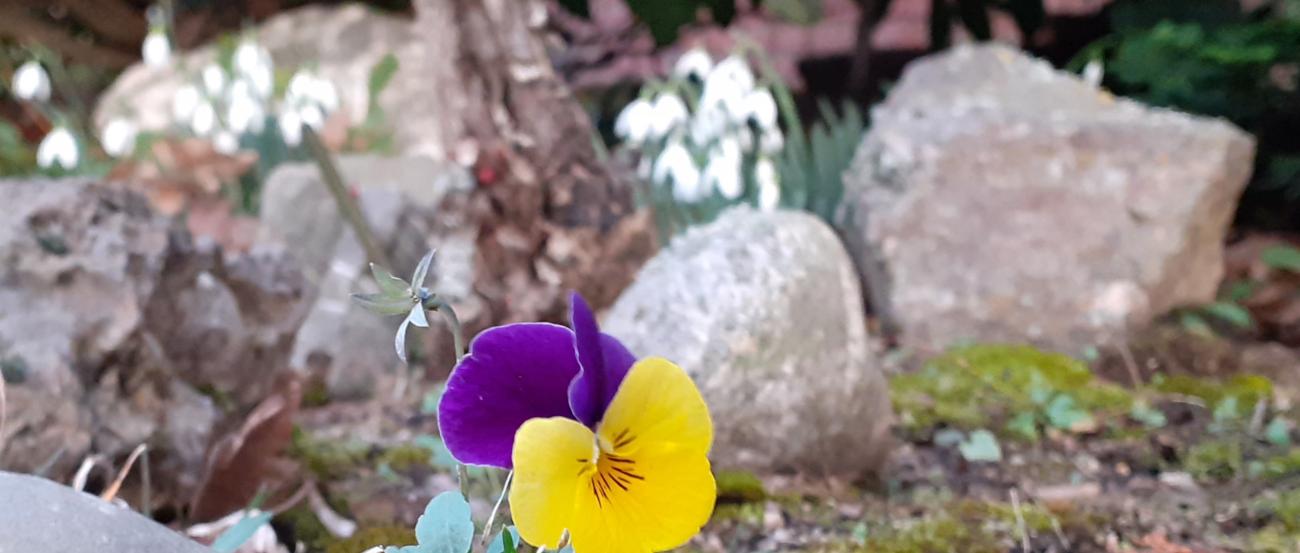 Das Bild zeigt einen Vorgarten mit einem Stiefmütterchen im Vordergrund und Schneeglöckchen im Hintergrund.