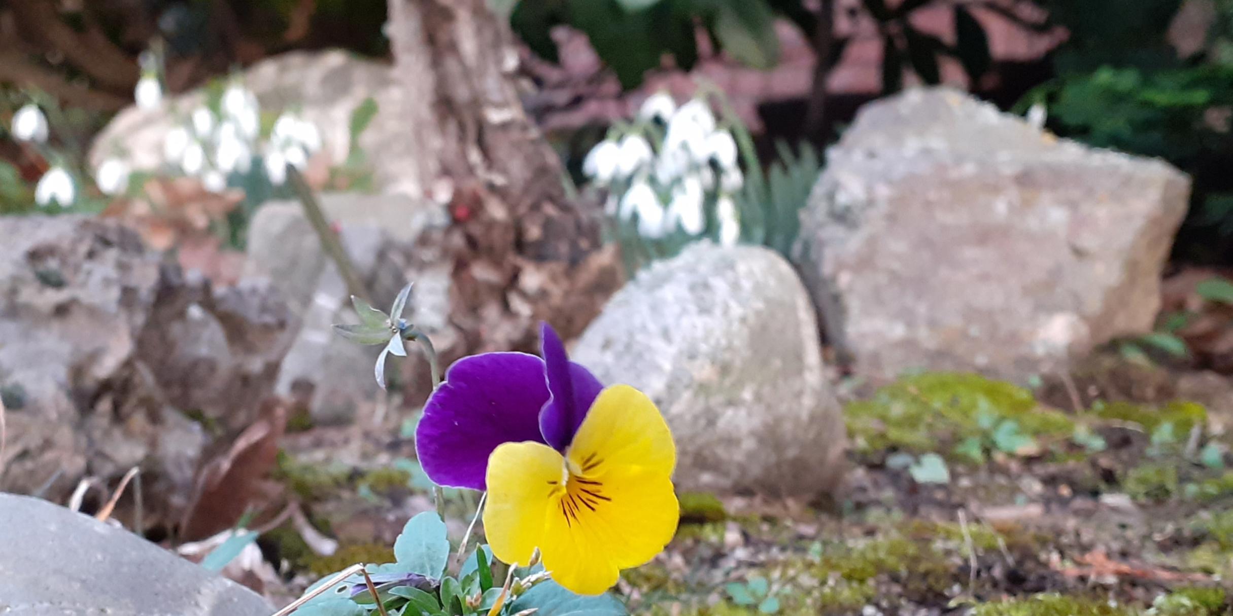 Das Bild zeigt einen Vorgarten mit einem Stiefmütterchen im Vordergrund und Schneeglöckchen im Hintergrund.
