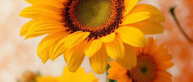 Sonnenblumen