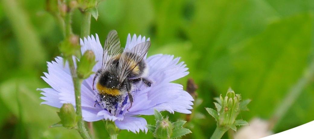 Auf dem Bild sieht man eine Biene auf einer hellblauen Blüte in einer Wiese.