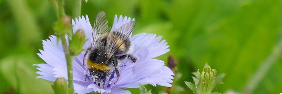 Auf dem Bild sieht man eine Biene auf einer hellblauen Blüte in einer Wiese.