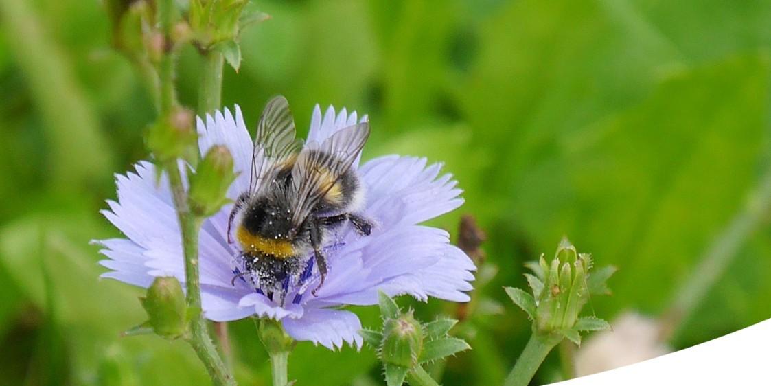 Auf dem Bild sieht man eine Biene auf einer hellblauen Blüte in einer Wiese.