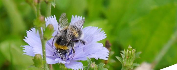 Auf dem Bild sieht man eine Biene auf einer hellblauen Blüte in einer Wiese.