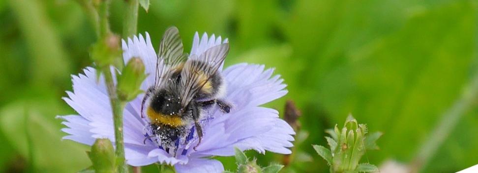Auf dem Bild sieht man eine Biene auf einer hellblauen Blüte in einer Wiese.
