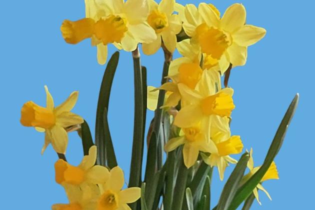 Osterglocken vor blauem Hintergrund