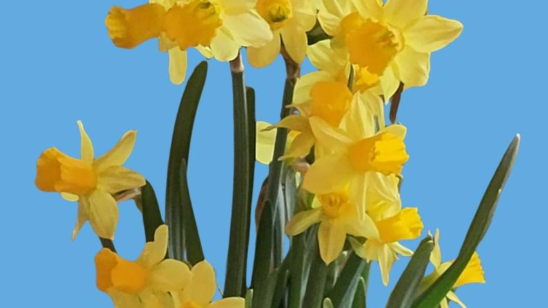 Osterglocken vor blauem Hintergrund