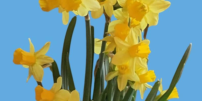 Osterglocken vor blauem Hintergrund