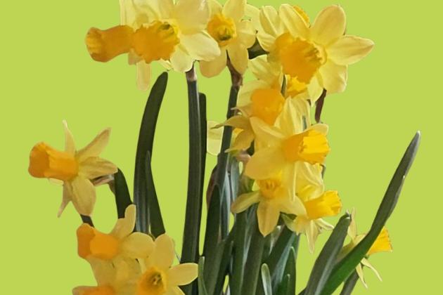 Osterglocken vor grünem Hintergrund