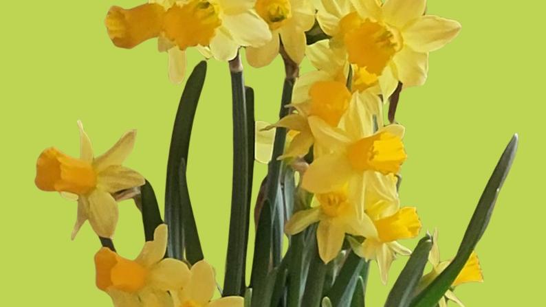 Osterglocken vor grünem Hintergrund