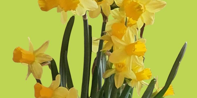 Osterglocken vor grünem Hintergrund