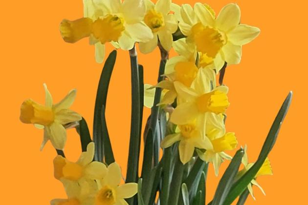 Osterglocken vor orangem Hintergrund