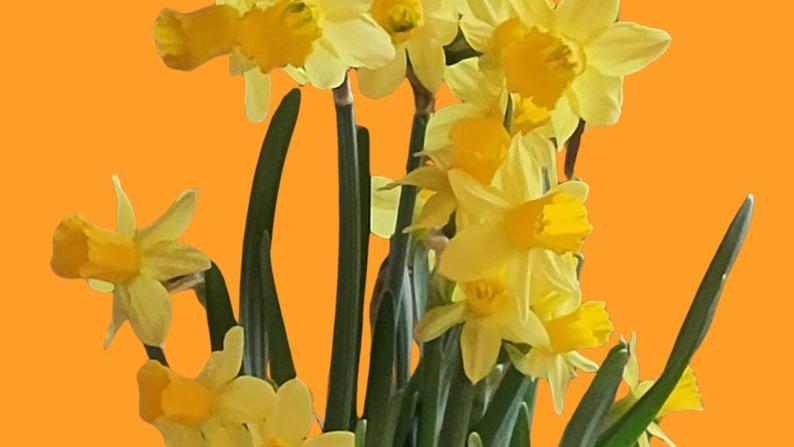 Osterglocken vor orangem Hintergrund