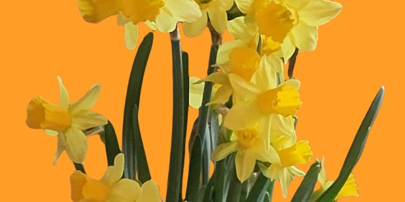 Osterglocken vor orangem Hintergrund (c) Kolping Trier Osterglocken vor orangem Hintergrund