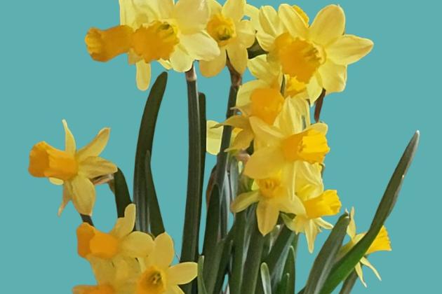 Osterglocken vor blaugrünem Hintergrund