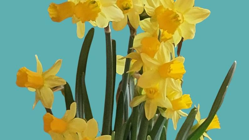 Osterglocken vor blaugrünem Hintergrund