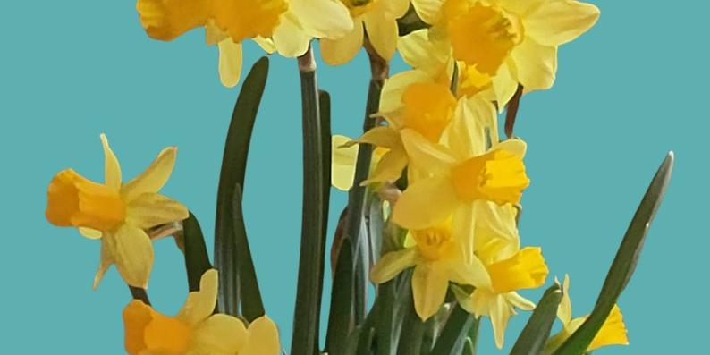 Osterglocken vor blaugrünem Hintergrund