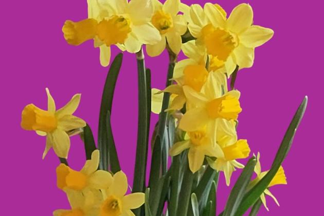 Osterglocken vor violettem Hintergrund