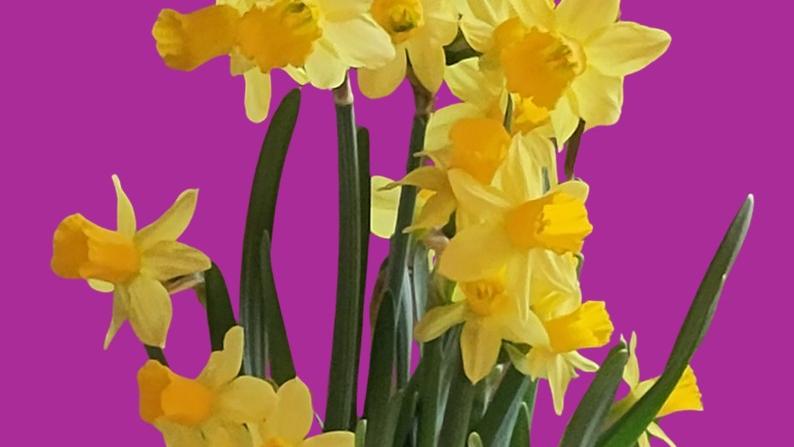 Osterglocken vor violettem Hintergrund