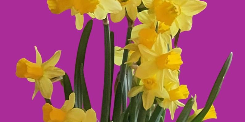 Osterglocken vor violettem Hintergrund