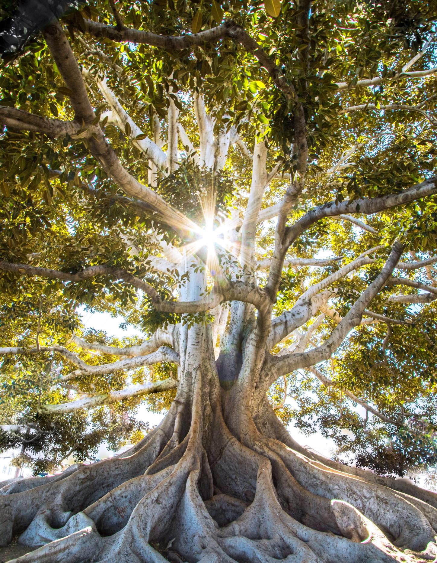 Baum
