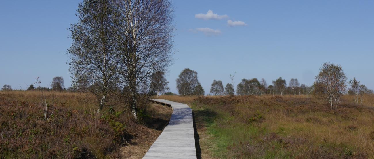 Venn-Landschaft mit einigen herbstlichen Bäumen und einem Holzsteg als Weg