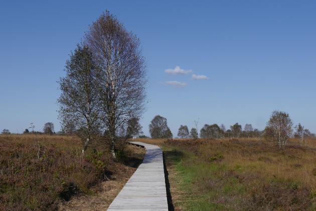 Venn-Landschaft mit einigen herbstlichen Bäumen und einem Holzsteg als Weg