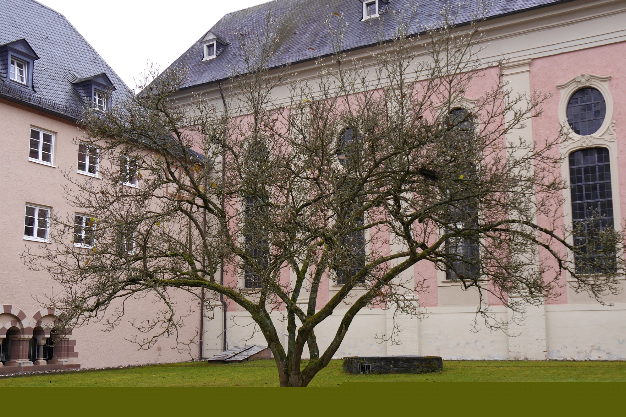 GGarten mit Baum im Kloster Springiersbach mit Mauern der Kirche und des Klostergebäudes im Hintergrund