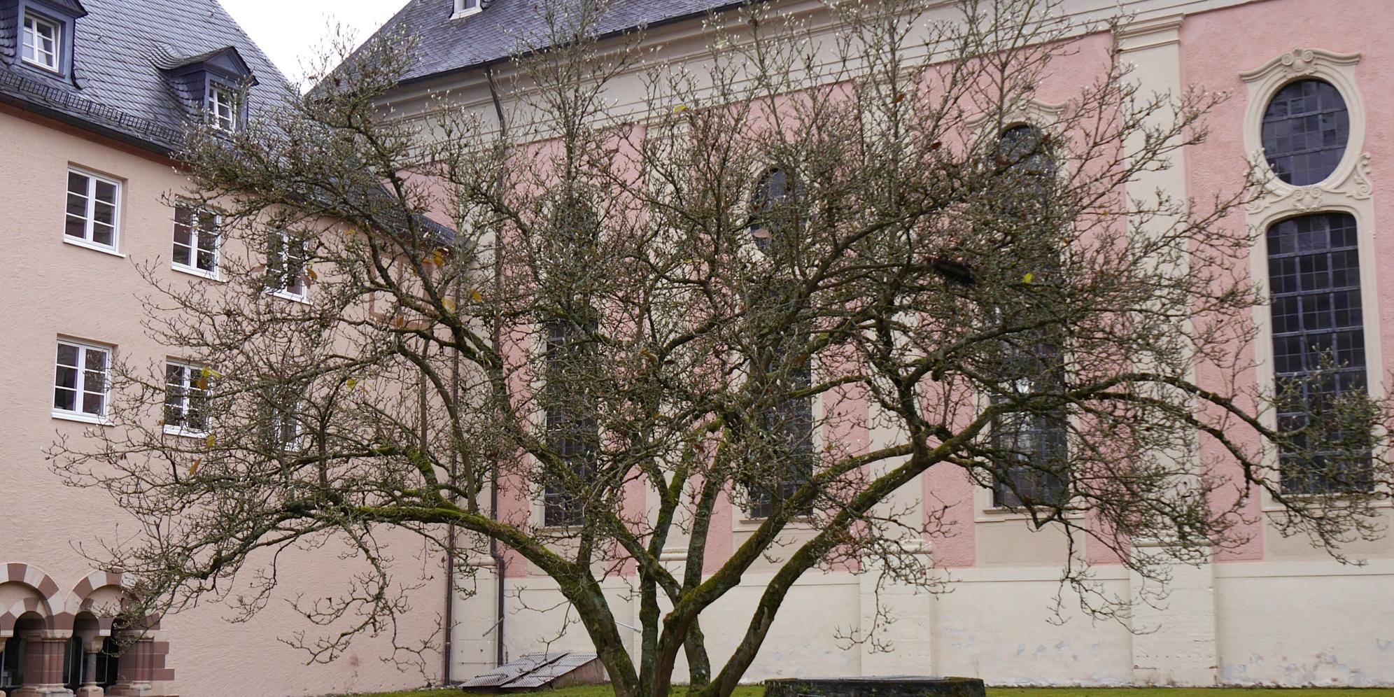 GGarten mit Baum im Kloster Springiersbach mit Mauern der Kirche und des Klostergebäudes im Hintergrund