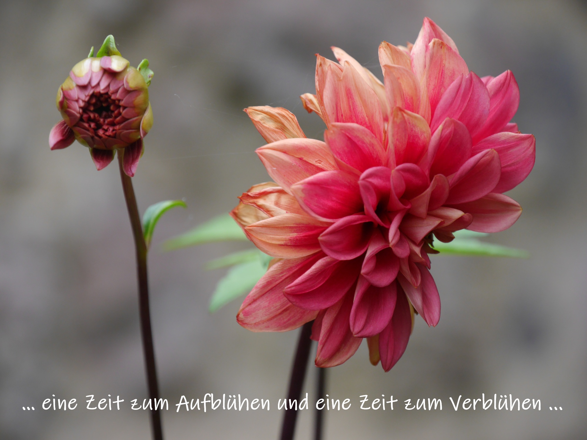 Eine rote Dalienknospe und eine welkende Dalienblüte vor einer Mauer, darunter die Worte '... eine Zeit zum Aufblühen und eine Zeit zum Verblühen ...'.