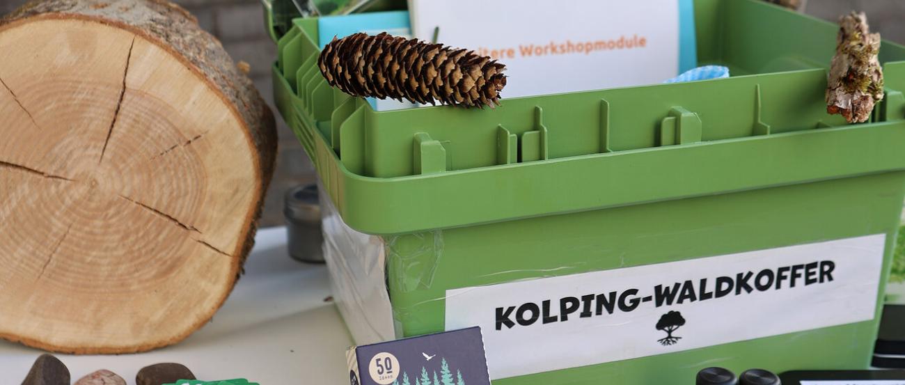 Prospekte, ein Baumstamm, Tannenzapfen, Duftöle